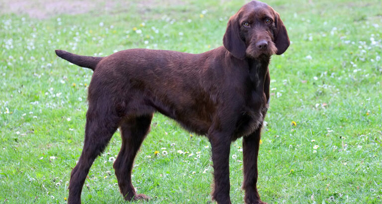 Pudelpointer: Dog Breed Characteristics & Care