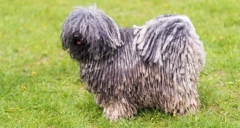 Puli: Dog Breed Characteristics & Care