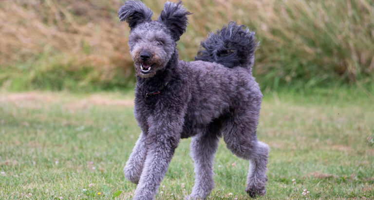 Pumi: Dog Breed Characteristics & Care