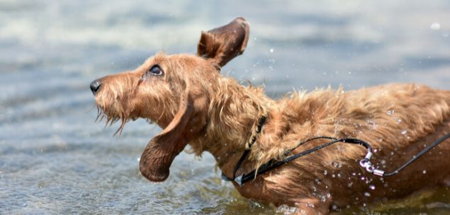 Wire-Haired Dachshund