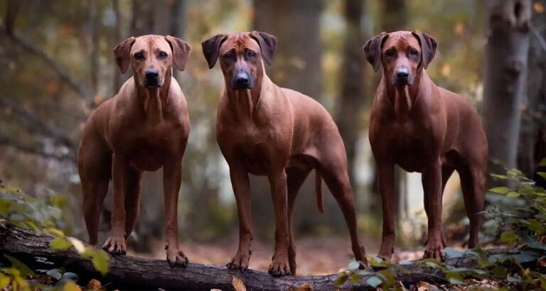 Rhodesian Ridgeback: Dog Breed Characteristics & Care