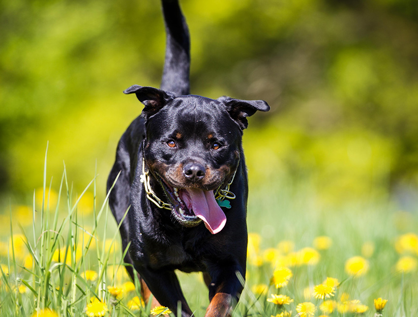 Rottweiler