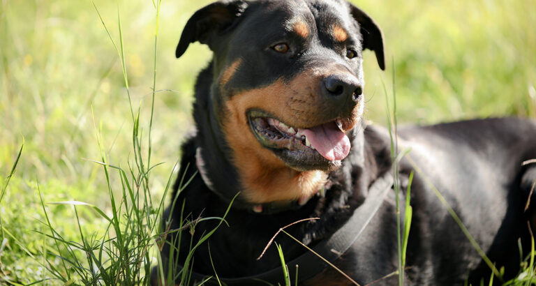 Rottweiler: Dog Breed Characteristics & Care