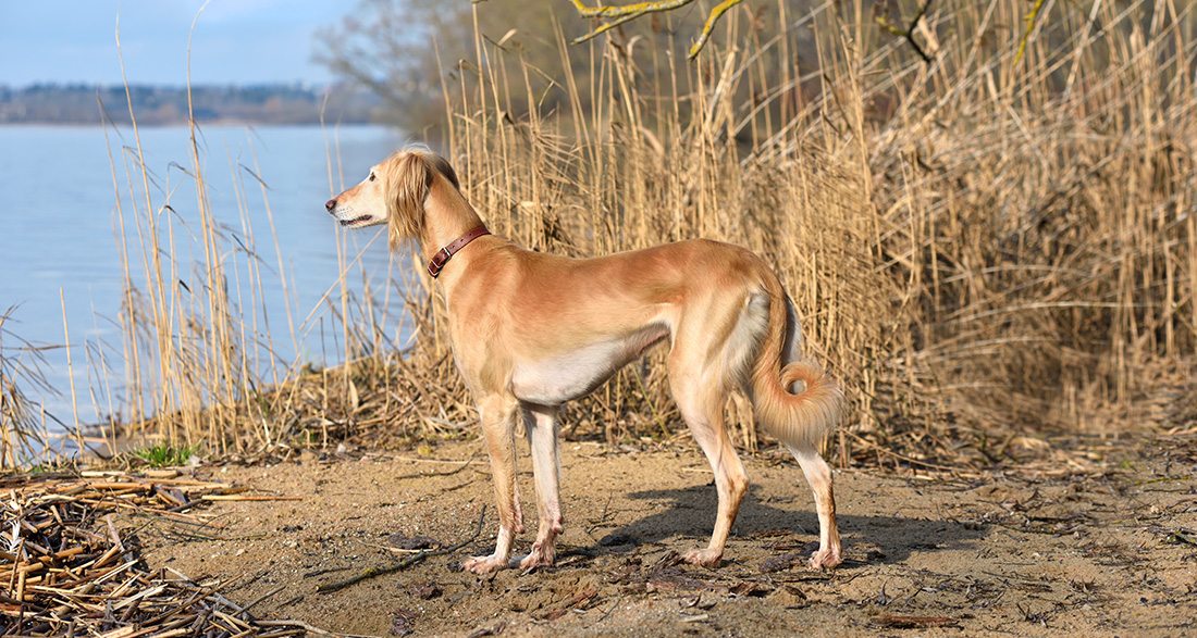 Saluki: Dog Breed Characteristics & Care