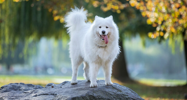 Samojed: Dog Breed Characteristics & Care