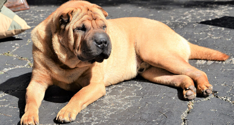 Shar Pei: Dog Breed Characteristics & Care