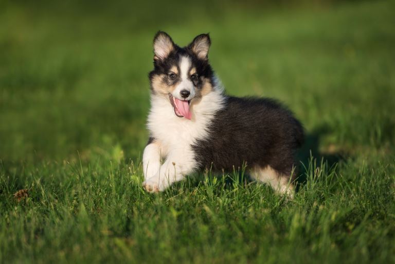 Shetland Sheepdog