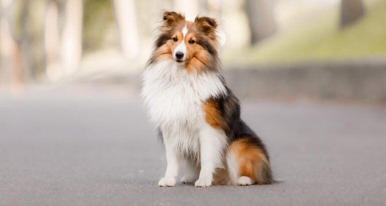 Shetland Sheepdog: Dog Breed Characteristics & Care