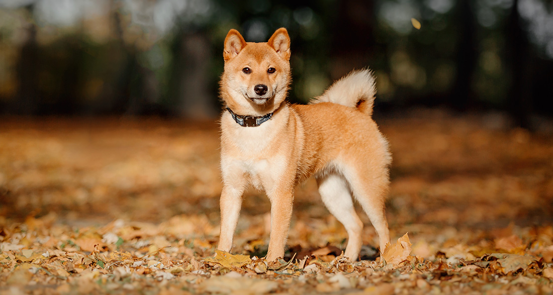 Shiba Inu: Dog Breed Characteristics & Care