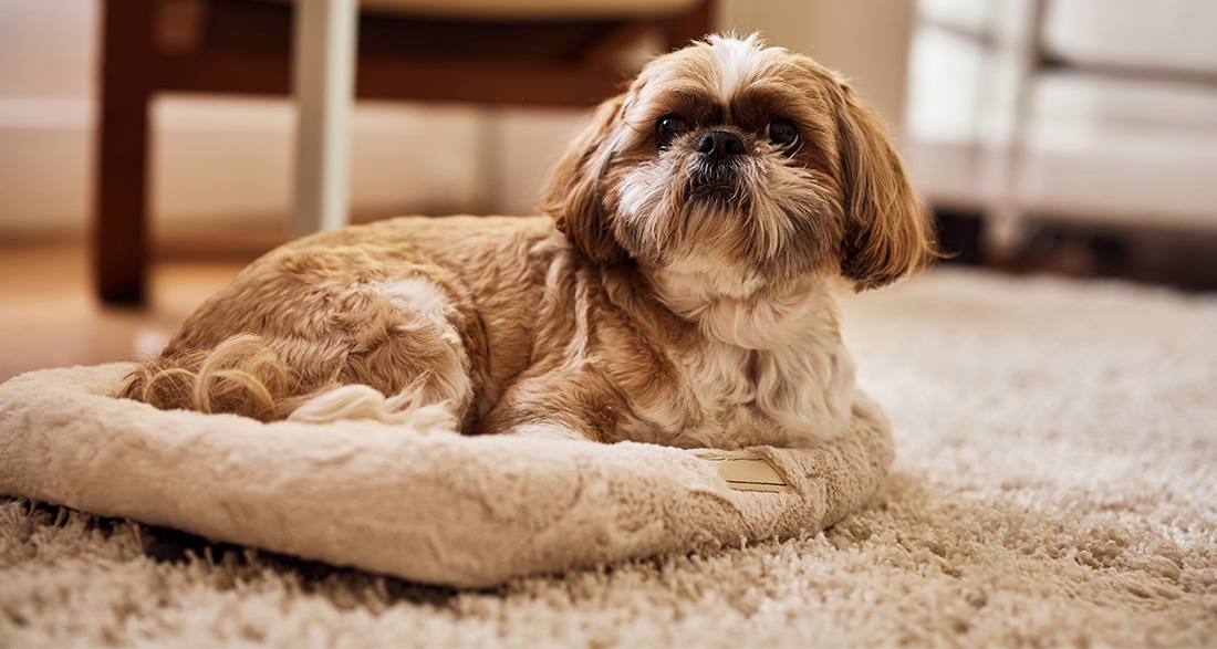 Shih Tzu: Dog Breed Characteristics & Care