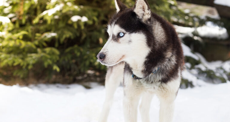 Siberian Husky: Dog Breed Characteristics & Care