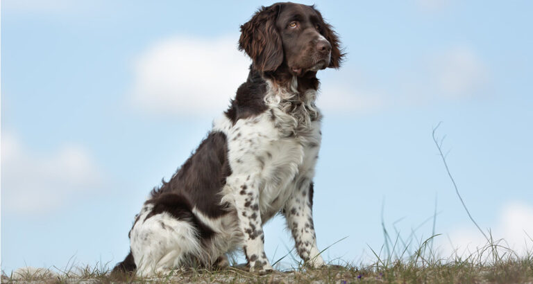 Small Munsterlander: Dog Breed Characteristics & Care