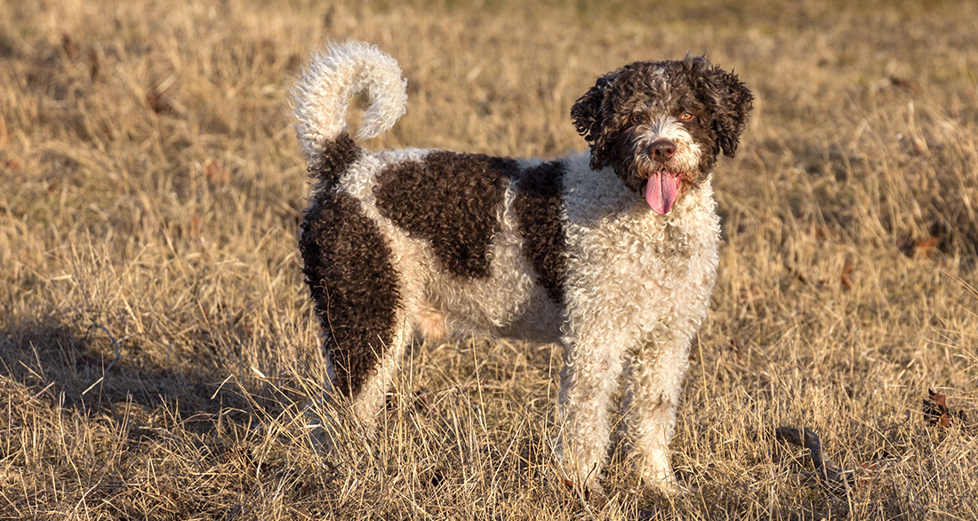 Spanish Water Dog: Dog Breed Characteristics & Care