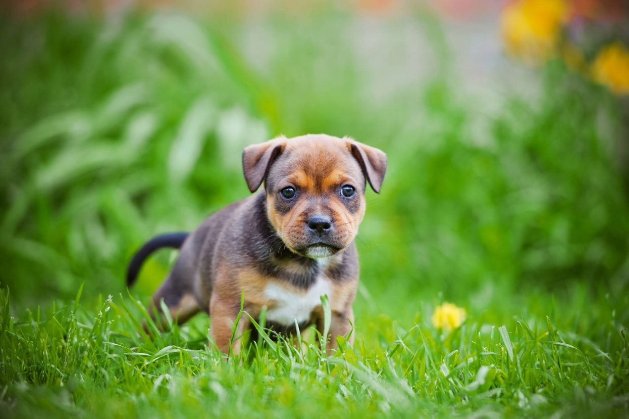 Staffordshire Bull Terrier