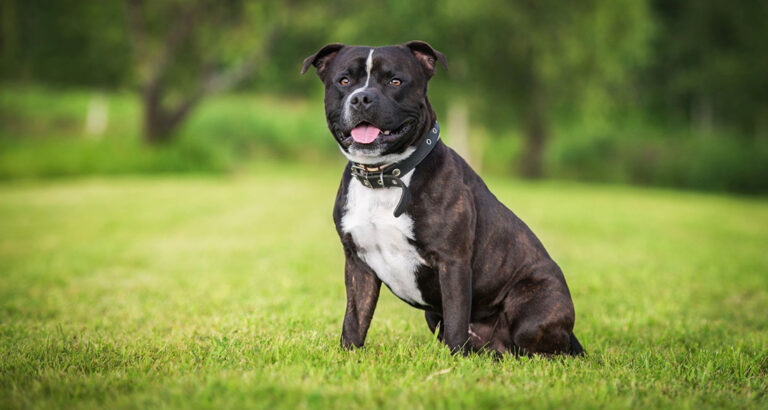 Staffordshire Bull Terrier: Dog Breed Characteristics & Care