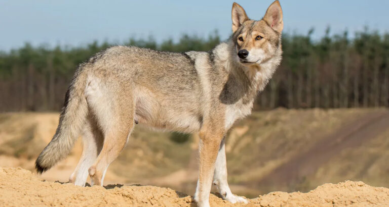 Tamaskan: Dog Breed Characteristics & Care