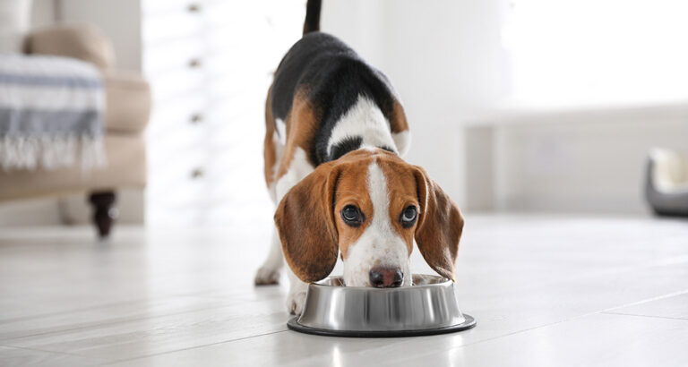 The 7 Best Dog Foods for Small Dogs