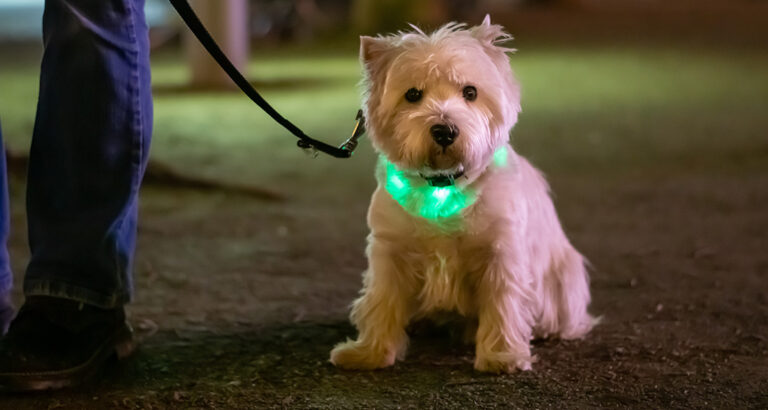 These 3 Dog LED Collars convinced us