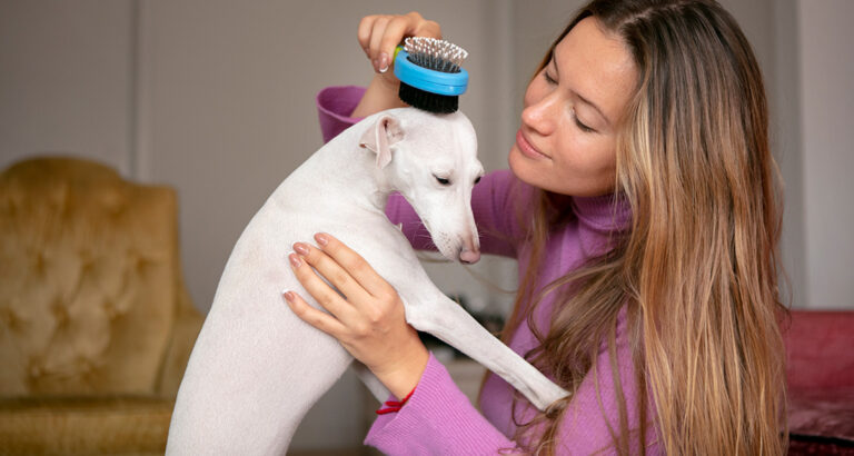 These are the Top 5 Best Dog Brushes