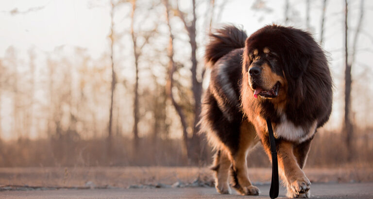 Tibetan Mastiff: Dog Breed Characteristics & Care