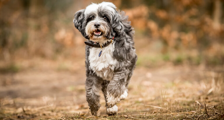 Tibetan Terrier: Dog Breed Characteristics & Care