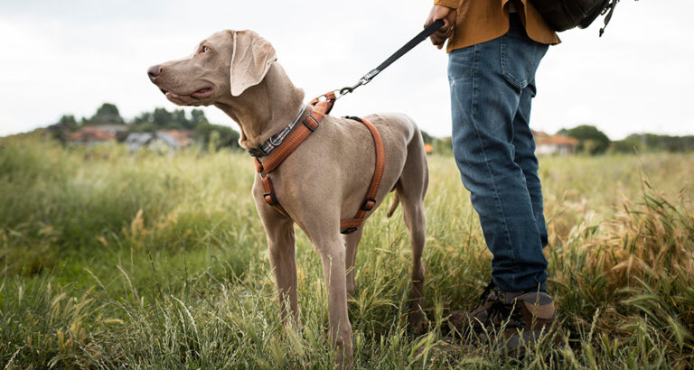 Tick Collars for Dogs Reviewed (How good are they really?)