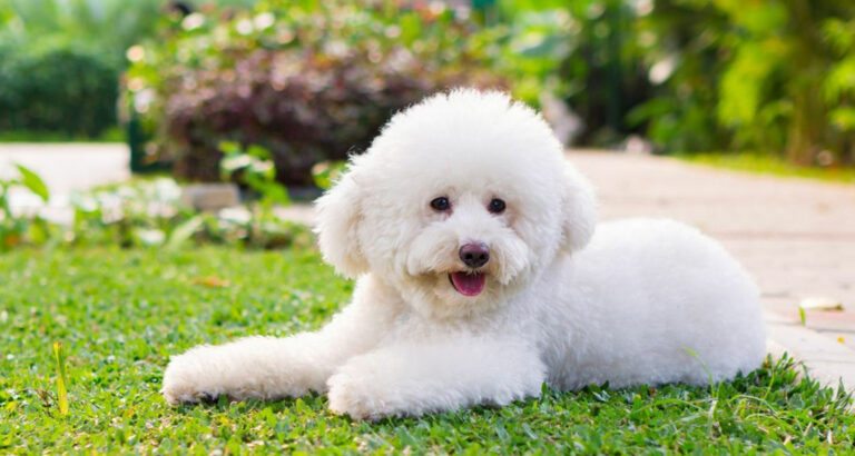 Toy Poodle: Dog Breed Characteristics & Care