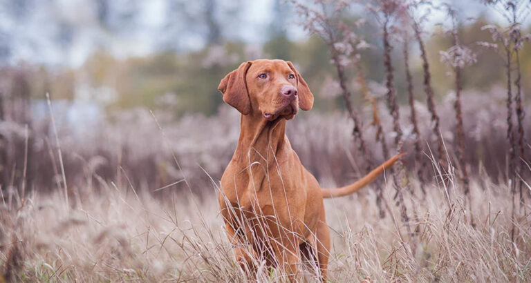 Vizsla: Dog Breed Characteristics & Care