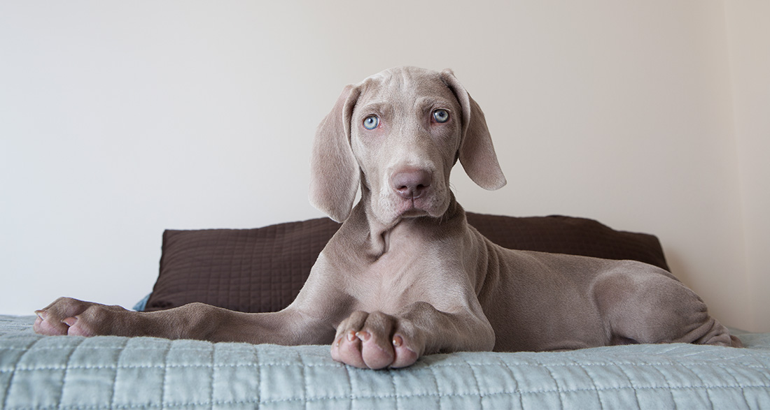 Weimaraner: Dog Breed Characteristics & Care