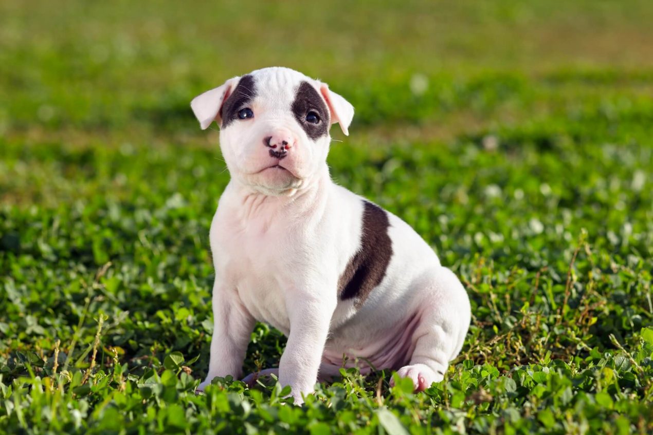 American Staffordshire Terrier