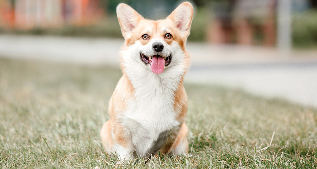 Welsh Corgi: Dog Breed Characteristics & Care