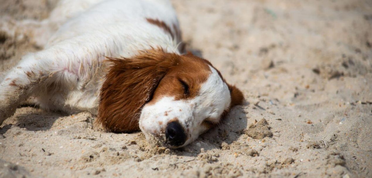 Welsh Springer Spaniel