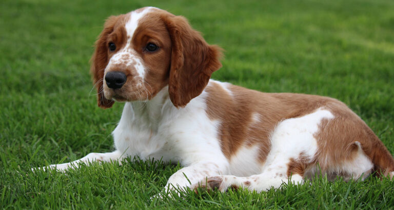 Welsh Springer Spaniel: Dog Breed Characteristics & Care