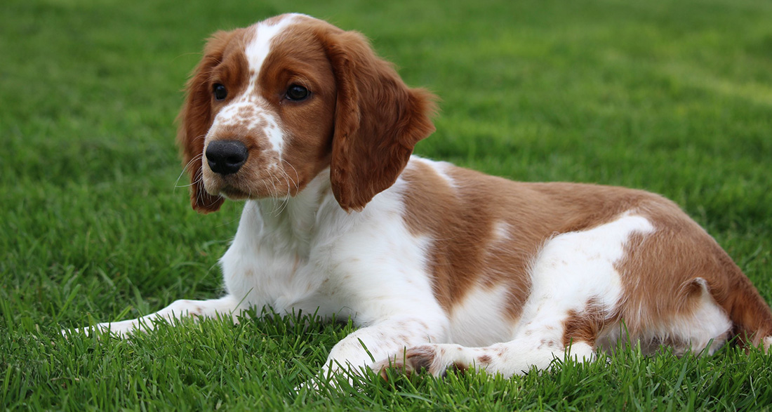 Welsh Springer Spaniel: Dog Breed Characteristics & Care