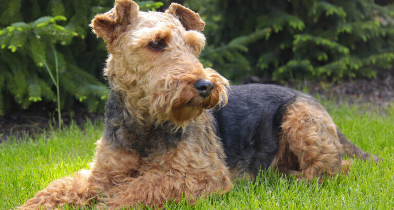 Welsh Terrier: Dog Breed Characteristics & Care