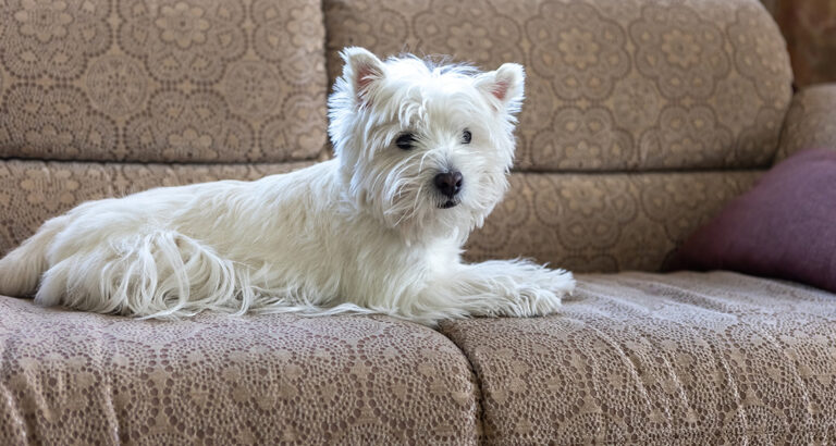 West Highland White Terrier: Dog Breed Characteristics & Care