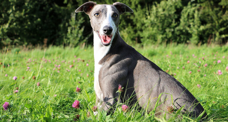 Whippet: Dog Breed Characteristics & Care