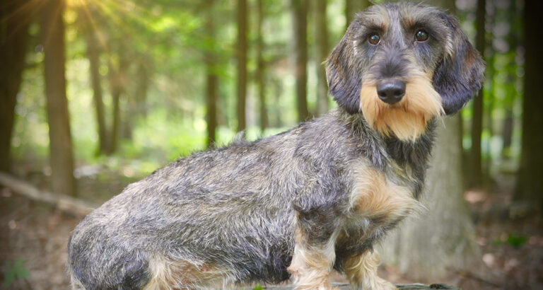 Wire-Haired Dachshund: Dog Breed Characteristics & Care