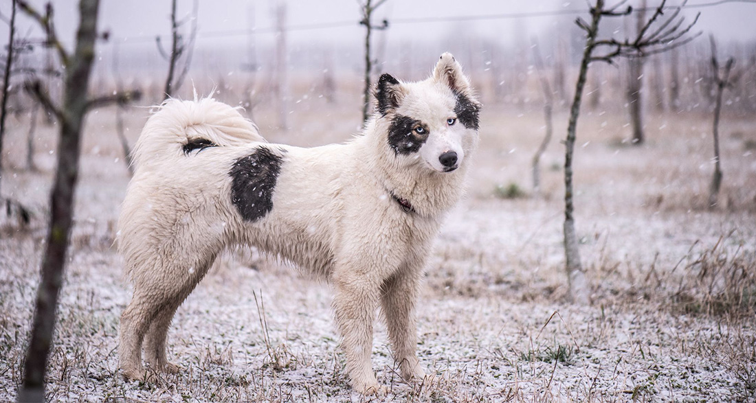 Yakutian Laika: Dog Breed Characteristics & Care