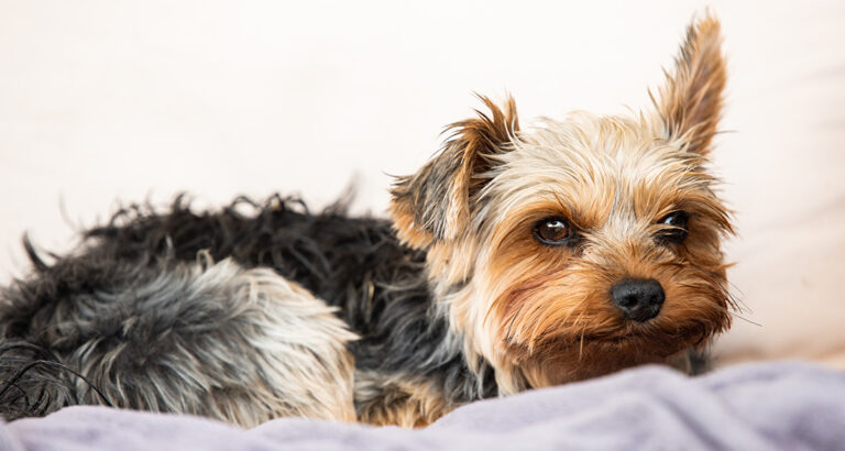 Yorkshire Terrier: Dog Breed Characteristics & Care