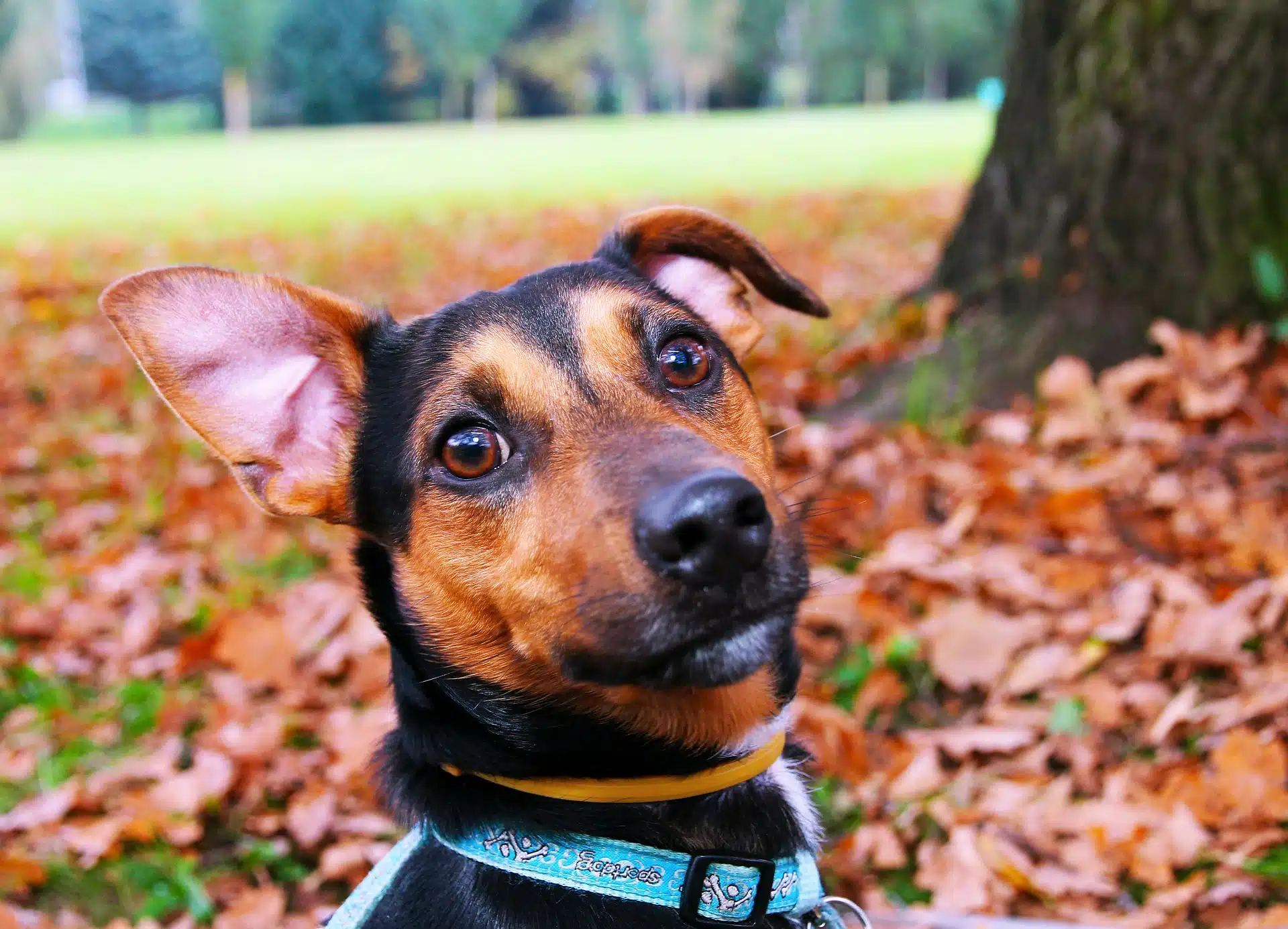 These 3 light-up collars convinced us