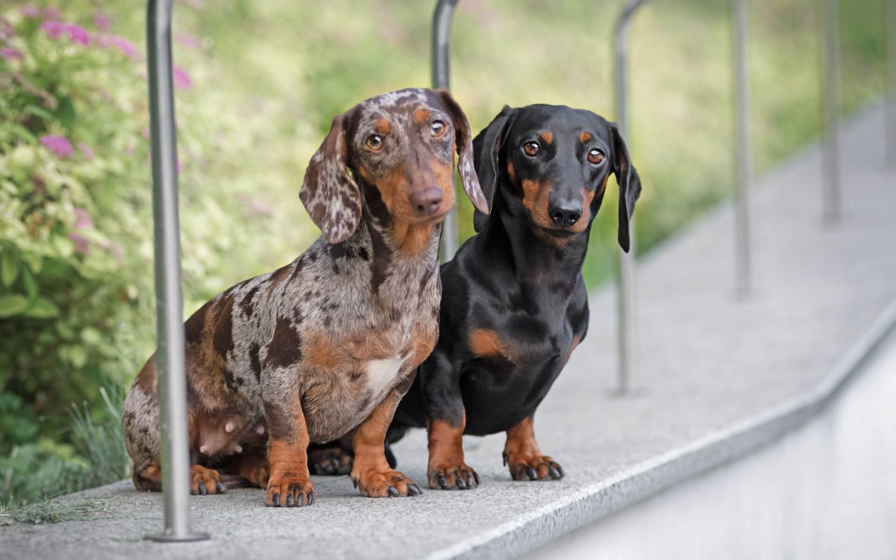 Miniature Dachshund