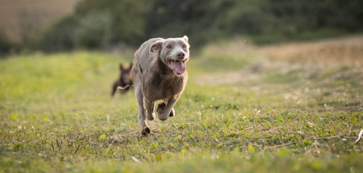 Australian Kelpie