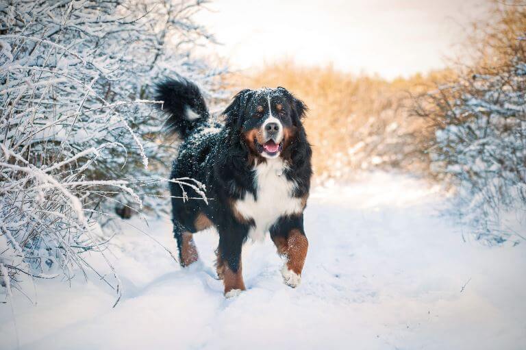 Bernese Mountain Dog