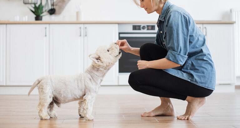 These are the Best (healthy) Dog Treats