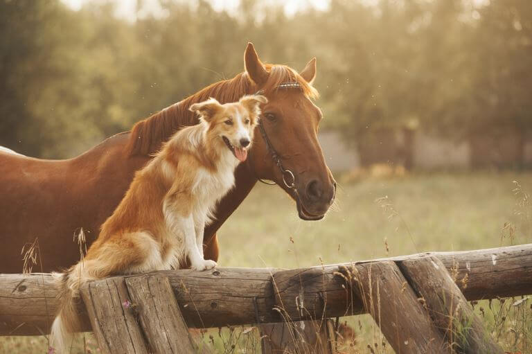 Border Collie