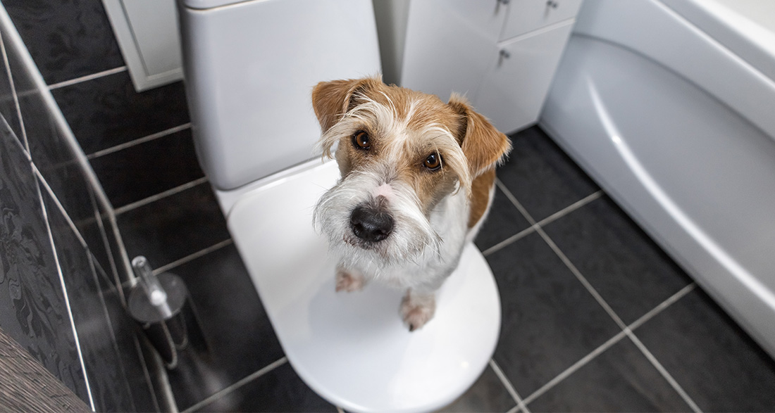 The 5 Best Dog Potties of 2024