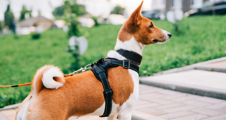 Dog Harness Review (These are the top 5 brands)