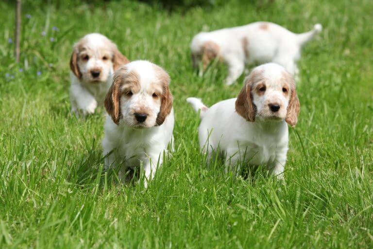 English Cocker Spaniel