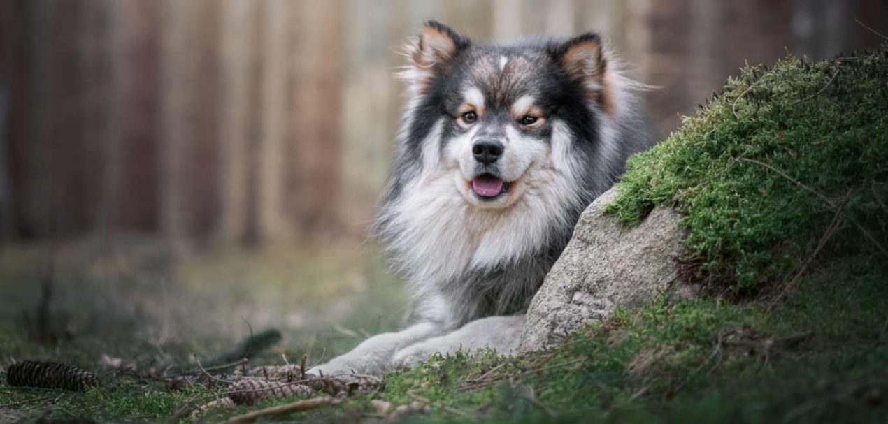 Finnish Lapphund